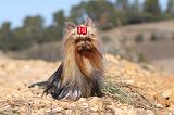 YORKSHIRE TERRIER 172